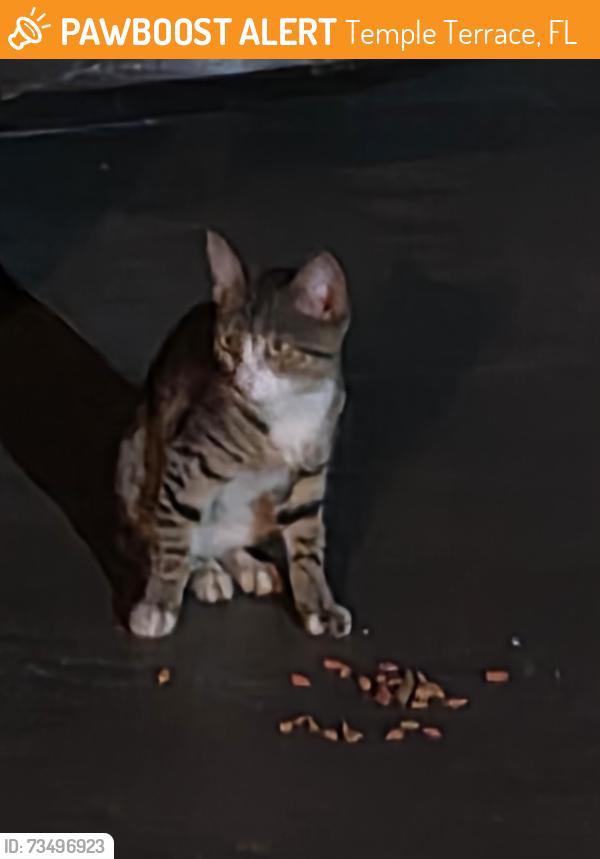 Found/Stray Unknown Cat last seen Bon Aire Ave & Lockmoor Ave, Temple Terrace, FL 33617