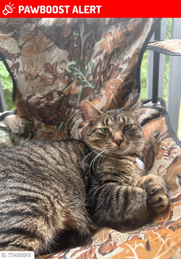 Lost Male Cat last seen Back of oakbrooke apmts, Hartland Township, MI 48843