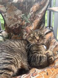 Lost Male Cat last seen Back of oakbrooke apmts, Hartland Township, MI 48843