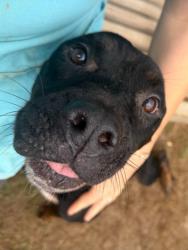Shelter Stray Female Dog last seen Near Stanton Rd Sw, Atlanta, GA, 1251 Fulton Industrial Blvd NW, Atlanta, GA 30336, USA