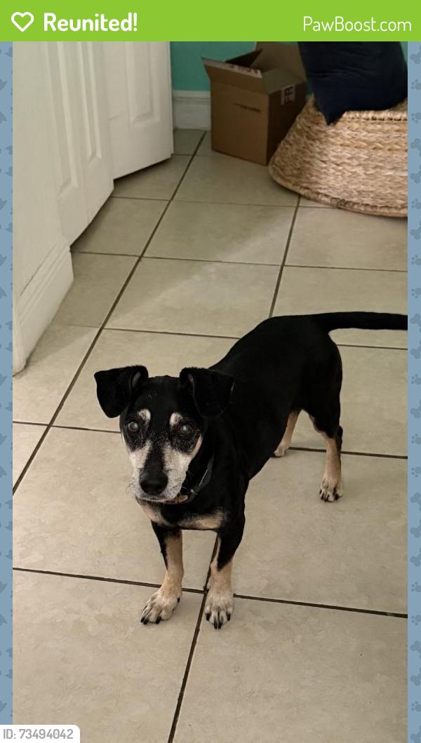 Reunited Male Dog last seen Near NE 90th St, El Portal, FL 33138, USA, El Portal, FL 33138