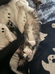 Found/Stray Male Cat last seen Lincoln apmts, Denver, CO 80204