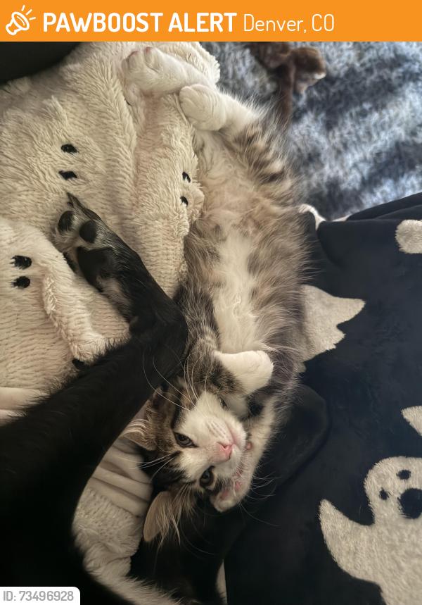 Found/Stray Male Cat last seen Lincoln apmts, Denver, CO 80204