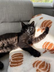 Lost Male Cat last seen Hare & Hounds Farm, Werneth Low, Greater Manchester, England SK14 3AA