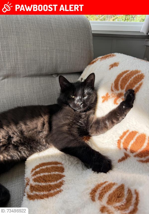 Lost Male Cat last seen Hare & Hounds Farm, Werneth Low, Greater Manchester, England SK14 3AA