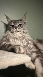 Lost Male Cat last seen Charlie’s bar and marina, South Broadway, Lindenhurst, NY 11757