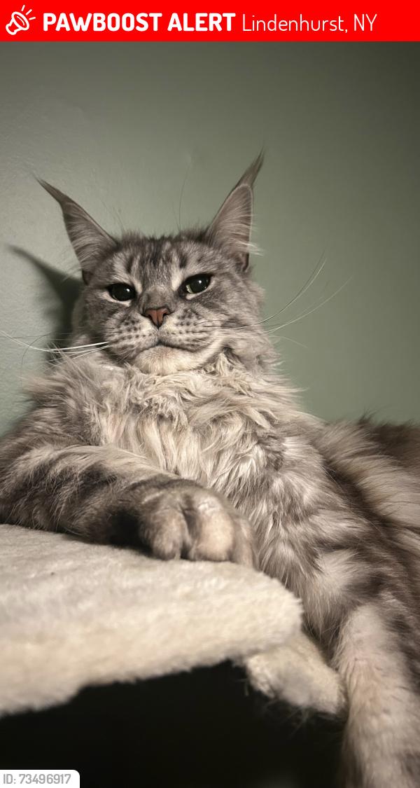 Lost Male Cat last seen Charlie’s bar and marina, South Broadway, Lindenhurst, NY 11757