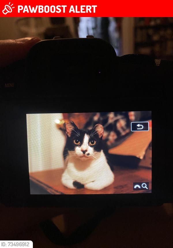 Lost Male Cat last seen edgehill and overlook, Cleveland Heights, OH 44106