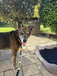 Reunited Unknown Dog last seen Shadow hill neighborhood, Elgin, IL 60124