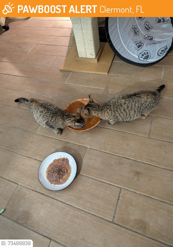 Found/Stray Female Cat last seen Vista at Lost Lake, Clermont, FL 34711