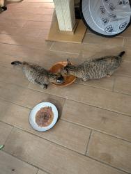 Found/Stray Female Cat last seen Vista at Lost Lake, Clermont, FL 34711