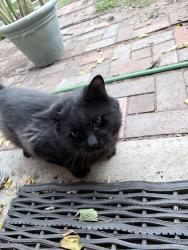 Found/Stray Male Cat last seen Moon and Northeastern, Albuquerque, NM 87112