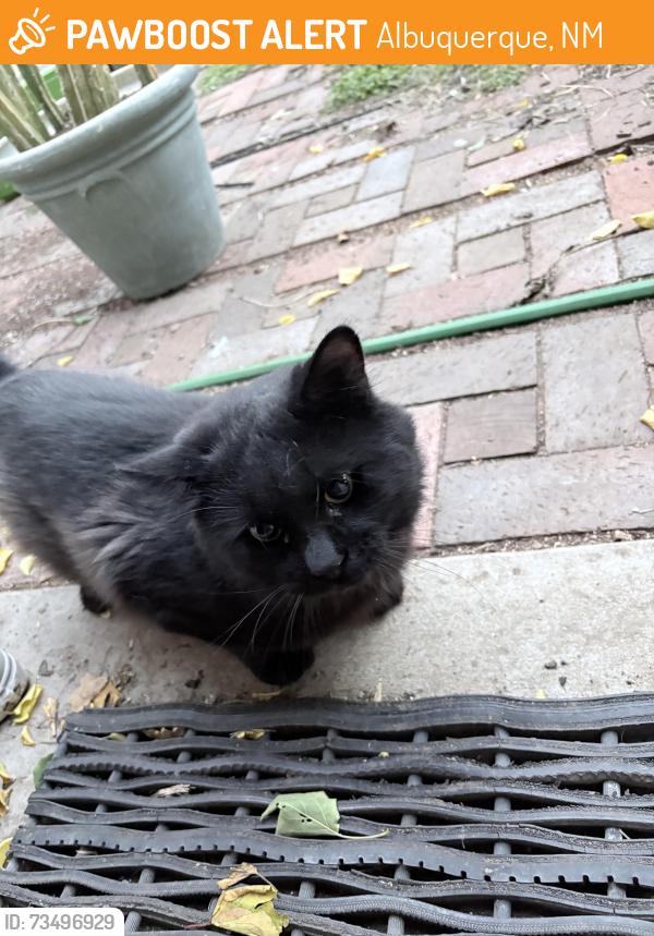 Found/Stray Male Cat last seen Moon and Northeastern, Albuquerque, NM 87112