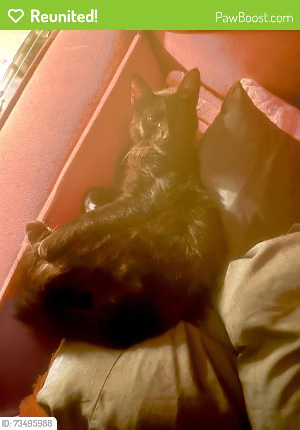 Reunited Male Cat last seen East D cross street., Petaluma, CA 94952
