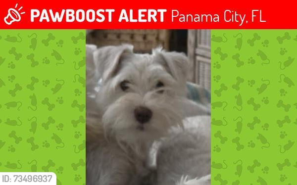 Lost Female Dog last seen Gainous road, Panama City, FL 32413