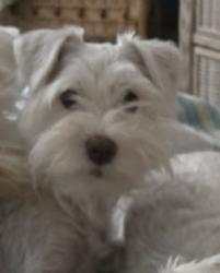 Lost Female Dog last seen Gainous road, Panama City, FL 32413