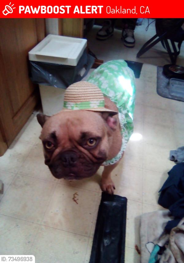 Lost Female Dog last seen High Street, Oakland, CA 94612