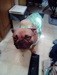 Lost Female Dog last seen High Street, Oakland, CA 94612
