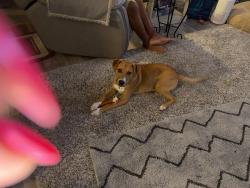 Found/Stray Male Dog last seen MORRIS AN RACEWAY, Indianapolis, IN 46231