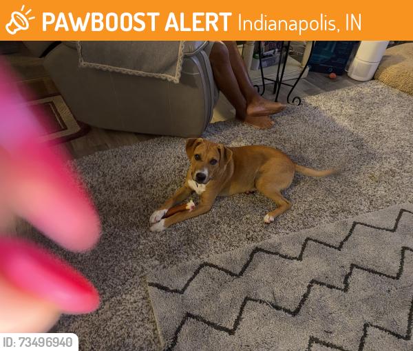 Found/Stray Male Dog last seen MORRIS AN RACEWAY, Indianapolis, IN 46231