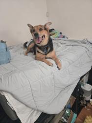 Reunited Male Dog last seen Valencia park elementary, San Diego, CA 92114