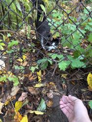 Found/Stray Unknown Cat last seen Woodland park, Cambridge, ON N3C 3C6