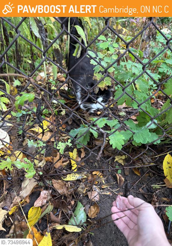 Found/Stray Unknown Cat last seen Woodland park, Cambridge, ON N3C 3C6