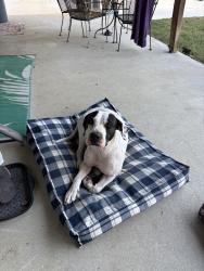 Found/Stray Female Dog last seen Lansing switch and fm 968, Longview, TX 75602