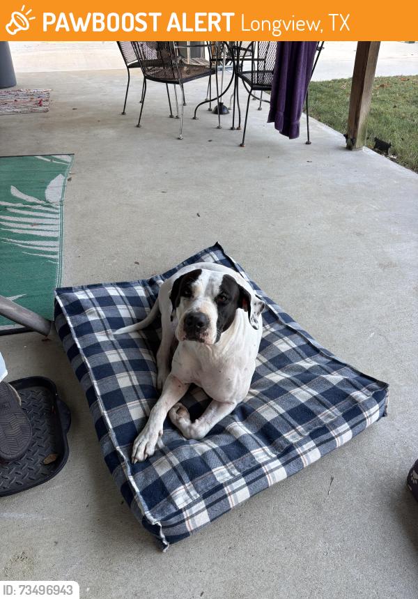 Found/Stray Female Dog last seen Lansing switch and fm 968, Longview, TX 75602