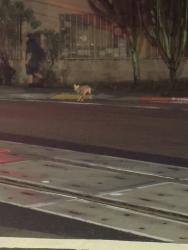 Found/Stray Unknown Dog last seen 25th & commercial trolley station, San Diego, CA 92113