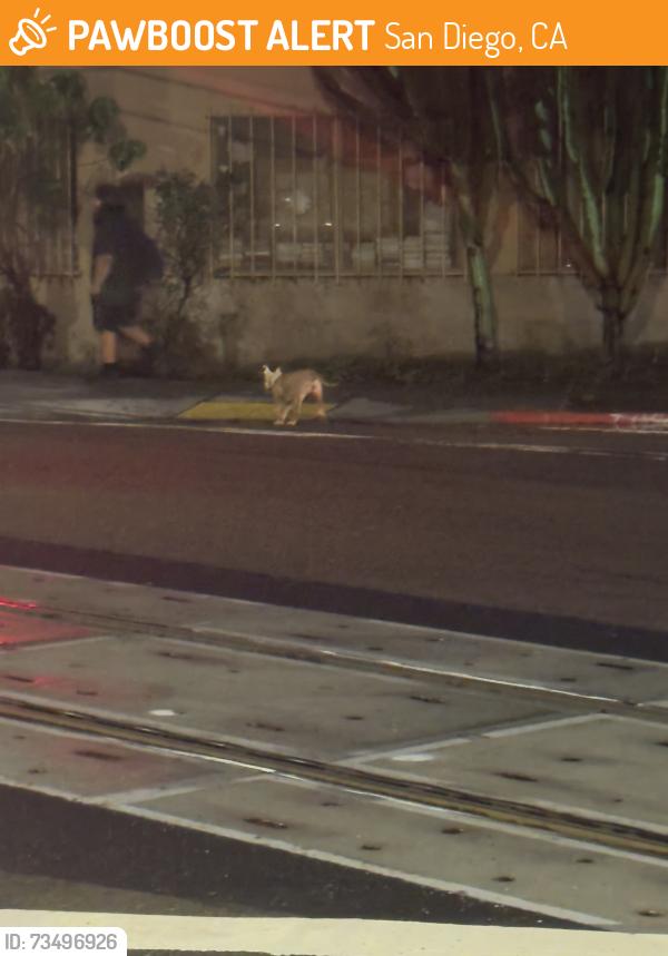 Found/Stray Unknown Dog last seen 25th & commercial trolley station, San Diego, CA 92113