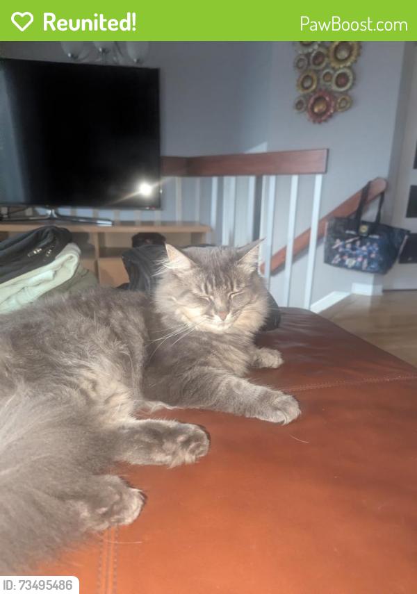 Reunited Male Cat last seen Near the Simone Desjardins school, Montréal, QC H1C 1C3