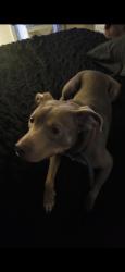 Lost Male Dog last seen Case Ave, Spartanburg, SC 29301
