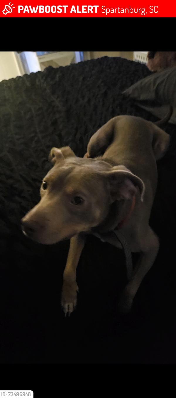 Lost Male Dog last seen Case Ave, Spartanburg, SC 29301