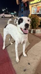 Found/Stray Female Dog last seen Braums Ice cream on university, Fort Worth, TX 76114