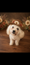 Lost Female Dog last seen 3rd Ave and Selma St, Dothan, AL 36301