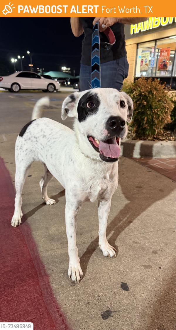 Found/Stray Female Dog last seen Braums Ice cream on university, Fort Worth, TX 76114
