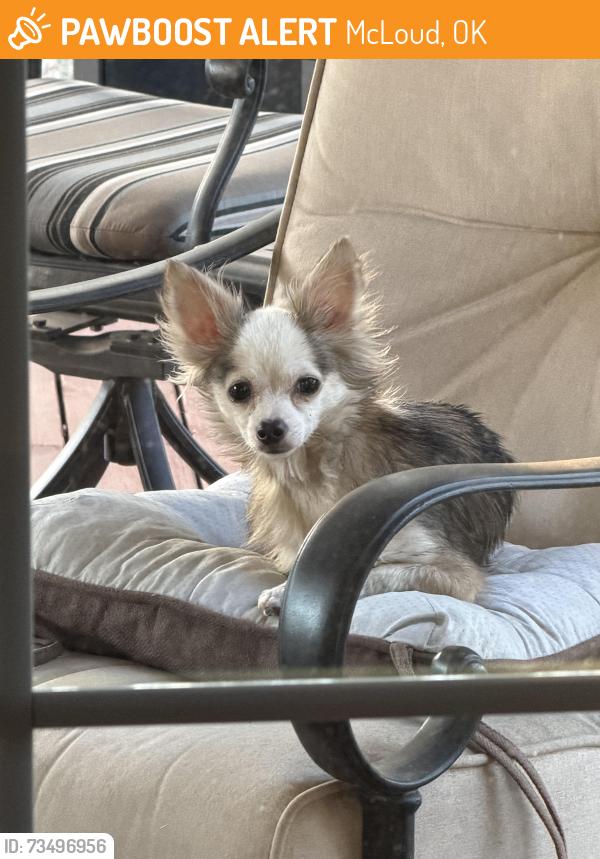 Found/Stray Unknown Dog last seen 89th and Potawatomi rd, McLoud, OK 74851
