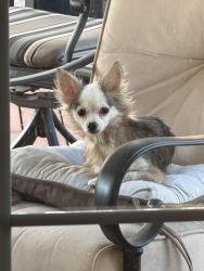 Found/Stray Unknown Dog last seen 89th and Potawatomi rd, McLoud, OK 74851