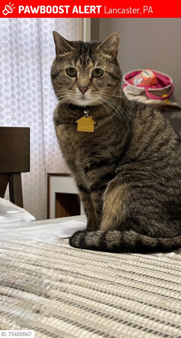 Lost Male Cat last seen N Lime St & E Clay St, Lancaster, PA 17602