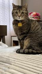 Lost Male Cat last seen N Lime St & E Clay St, Lancaster, PA 17602