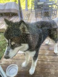Found/Stray Male Dog last seen Denise drive, Greensboro, NC 27406
