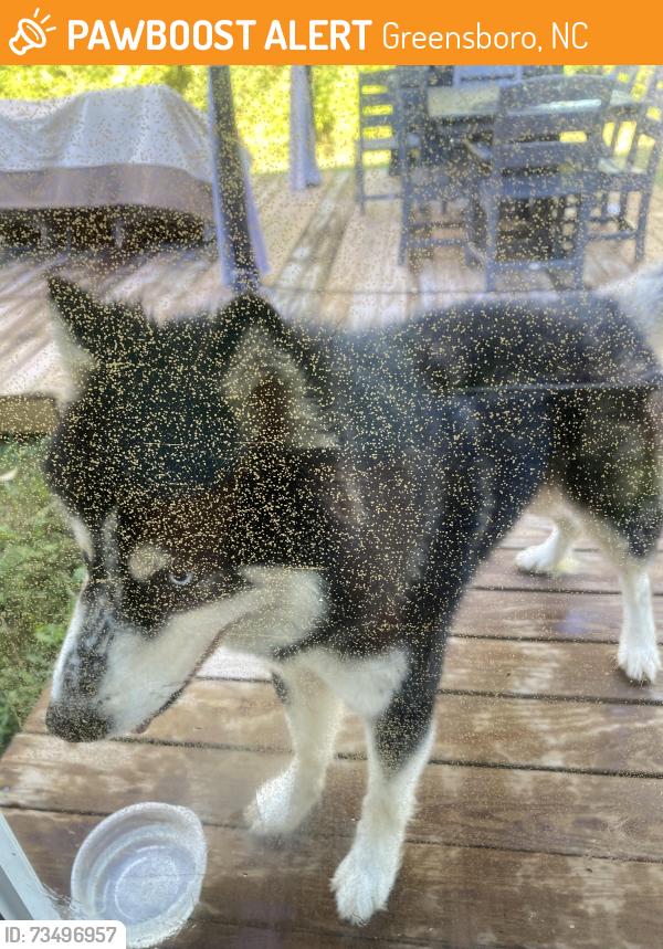 Found/Stray Male Dog last seen Denise drive, Greensboro, NC 27406