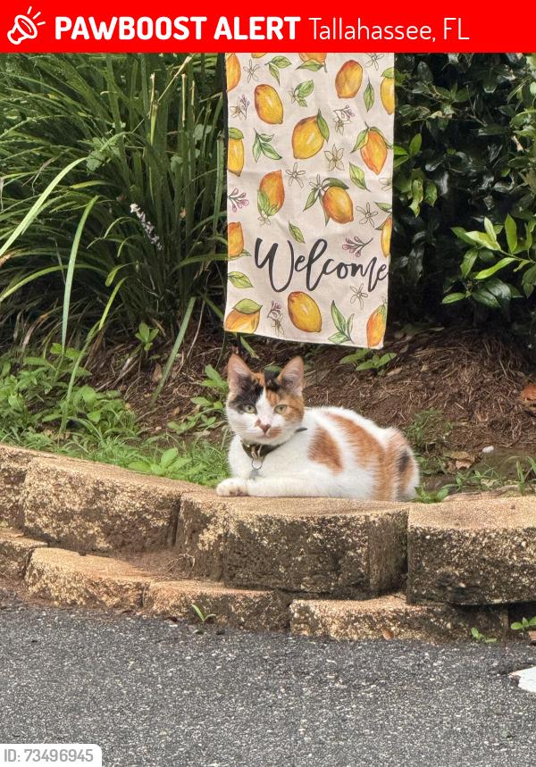 Lost Female Cat last seen Tanager Ct & Windsong Dr. Off Lonnbladh Rd., Tallahassee, FL 32308