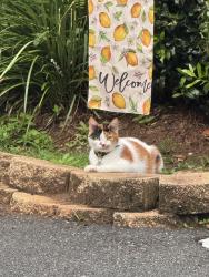 Lost Female Cat last seen Tanager Ct & Windsong Dr. Off Lonnbladh Rd., Tallahassee, FL 32308