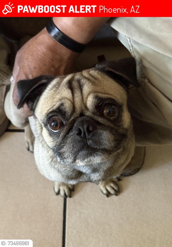 Lost Male Dog last seen Indian School and 91st Ave, Phoenix, AZ 85037