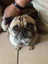 Lost Male Dog last seen Indian School and 91st Ave, Phoenix, AZ 85037