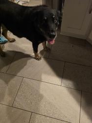 Reunited Male Dog last seen Corner of Indigo dr, Dunedin, FL 34698