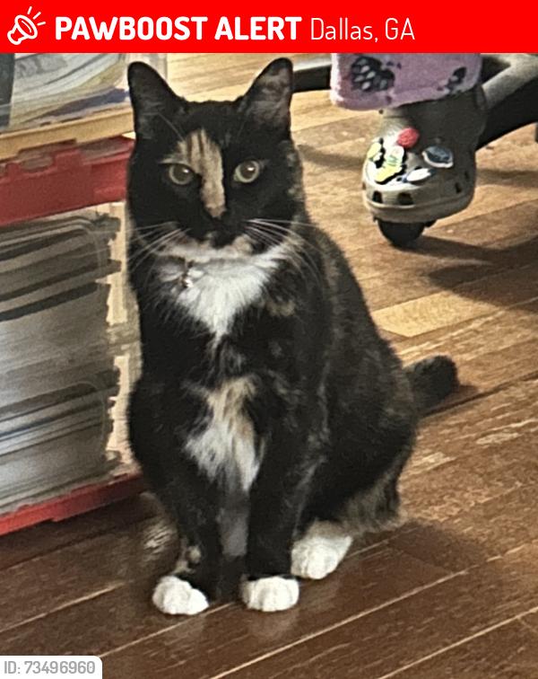 Lost Female Cat last seen Ivey twp drive, Dallas, GA 30132