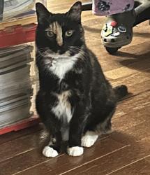 Lost Female Cat last seen Ivey twp drive, Dallas, GA 30132